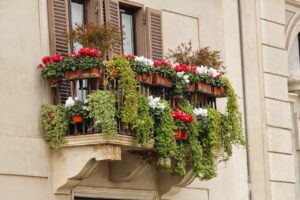 balcony, window box, flower