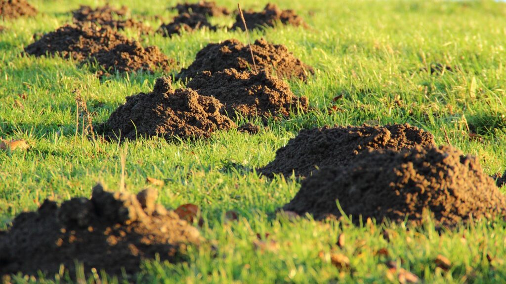 molehill, mole, earth