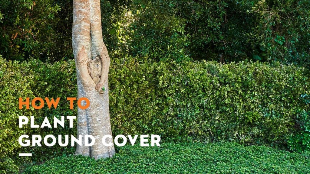 STIHL manual: Planting ground cover