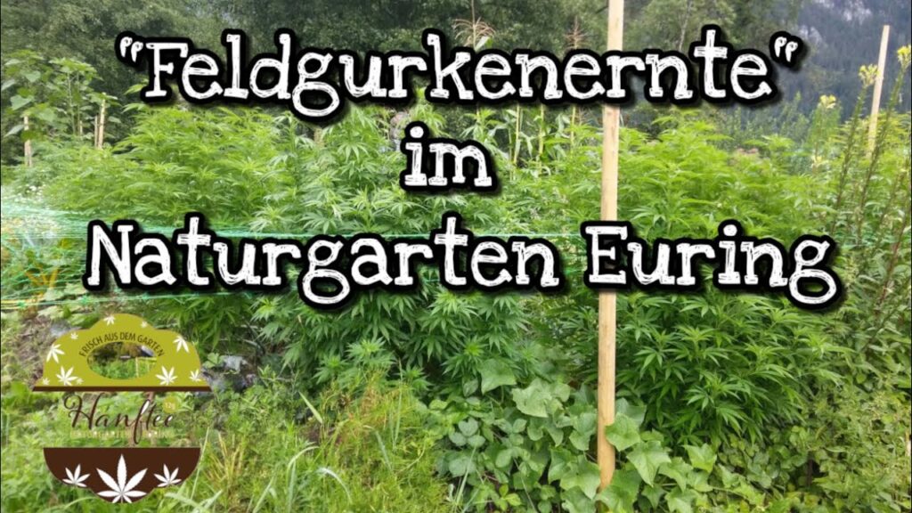 #420 "Feldgurkenernte" im Naturgarten Euring