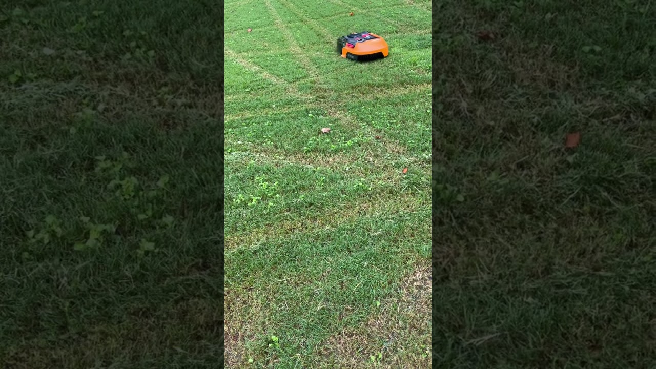 Worx landroid on Bermuda grass. | Robot Maniak