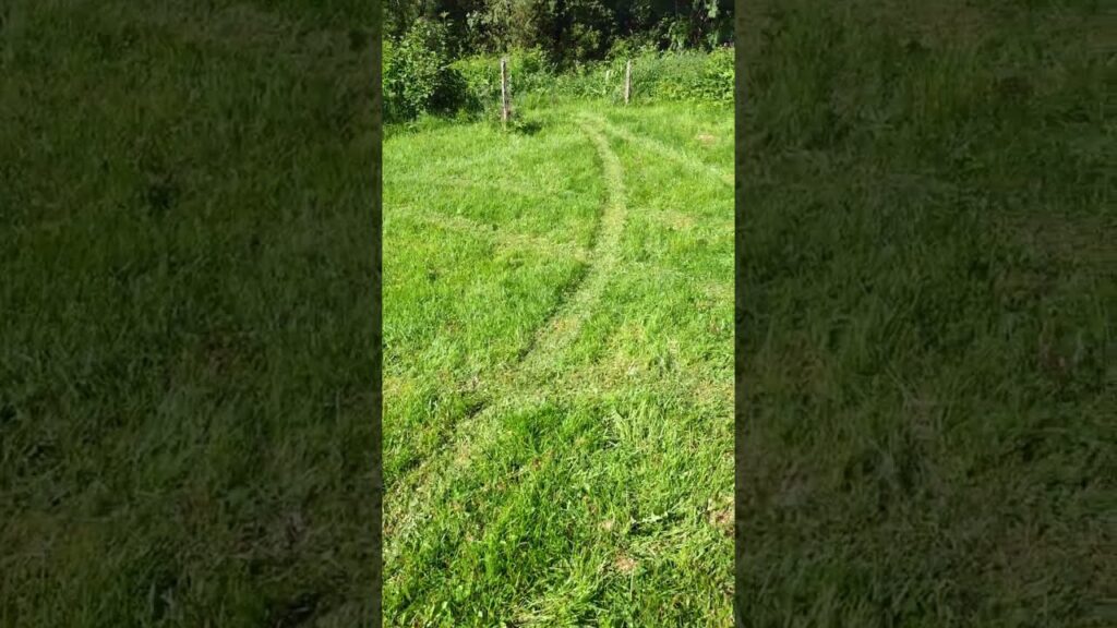 Tall grass after the first run with robot lawnmower