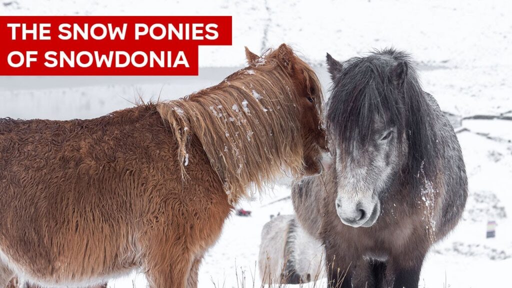 The Snow Ponies of Snowdonia