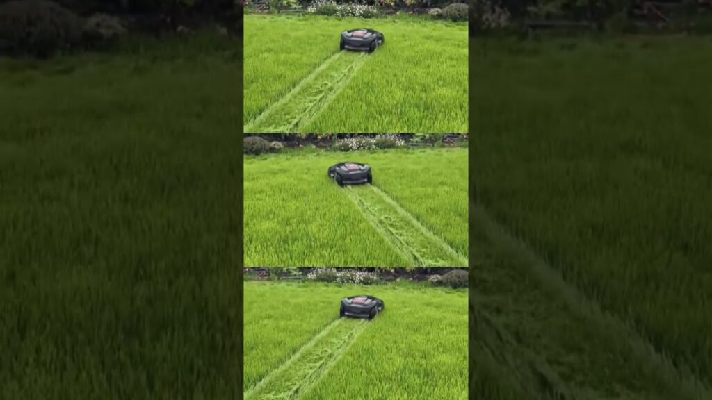 Husqvarna Automower tackles an overgrown lawn #roboticmower #automower #husqvarna