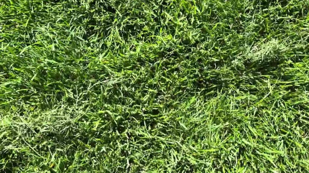 Worx Landroid WR216E "Vision" - Look at grass