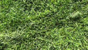 Worx Landroid WR216E "Vision" - Look at grass