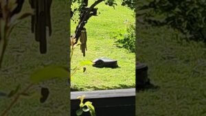 Gardena Sileno Life problemer