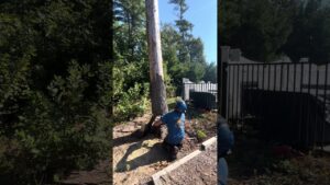 Stihl MS500i dropping stone dead pine!