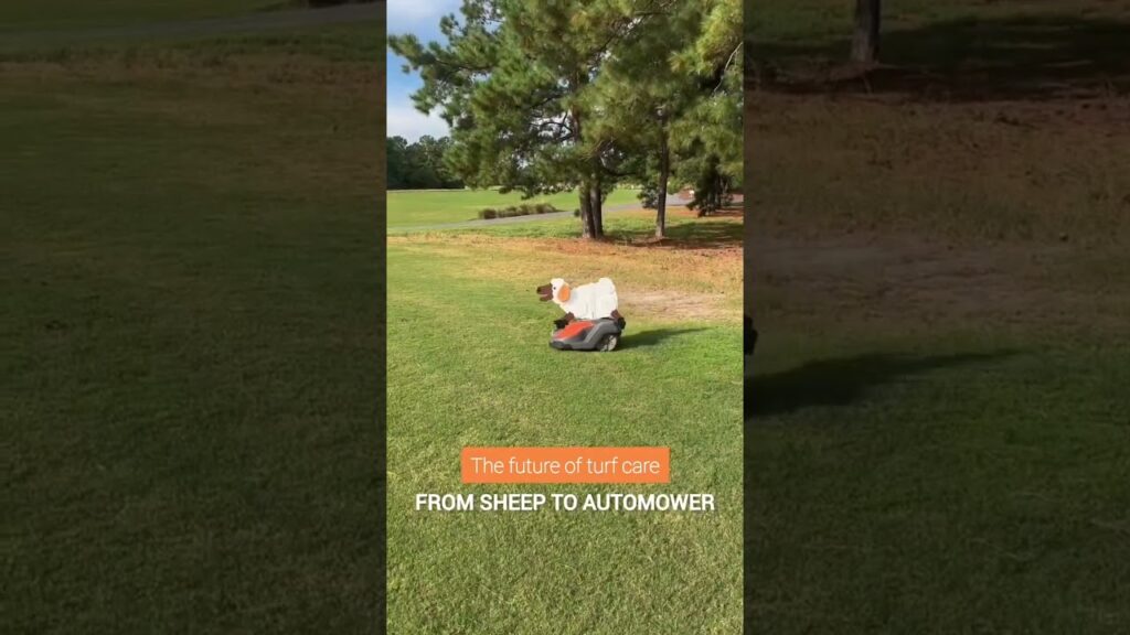 From Sheep to Smart Tech: Automower Takes Over 🐑🤖 #husqvarna #automower